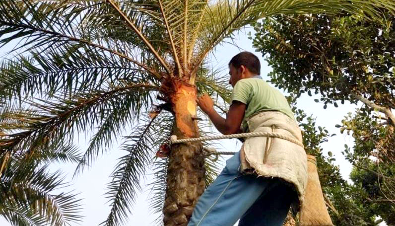 খেজুর রস সংগ্রহে প্রস্তুতি