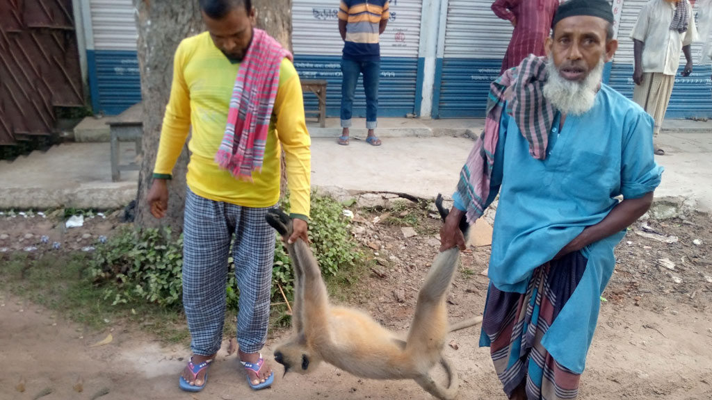 খাবারের খোঁজে এসে   প্রাণ গেল হনুমানটির