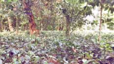 সিলেটের চা উৎপাদিত হচ্ছে কাপাসিয়ায়