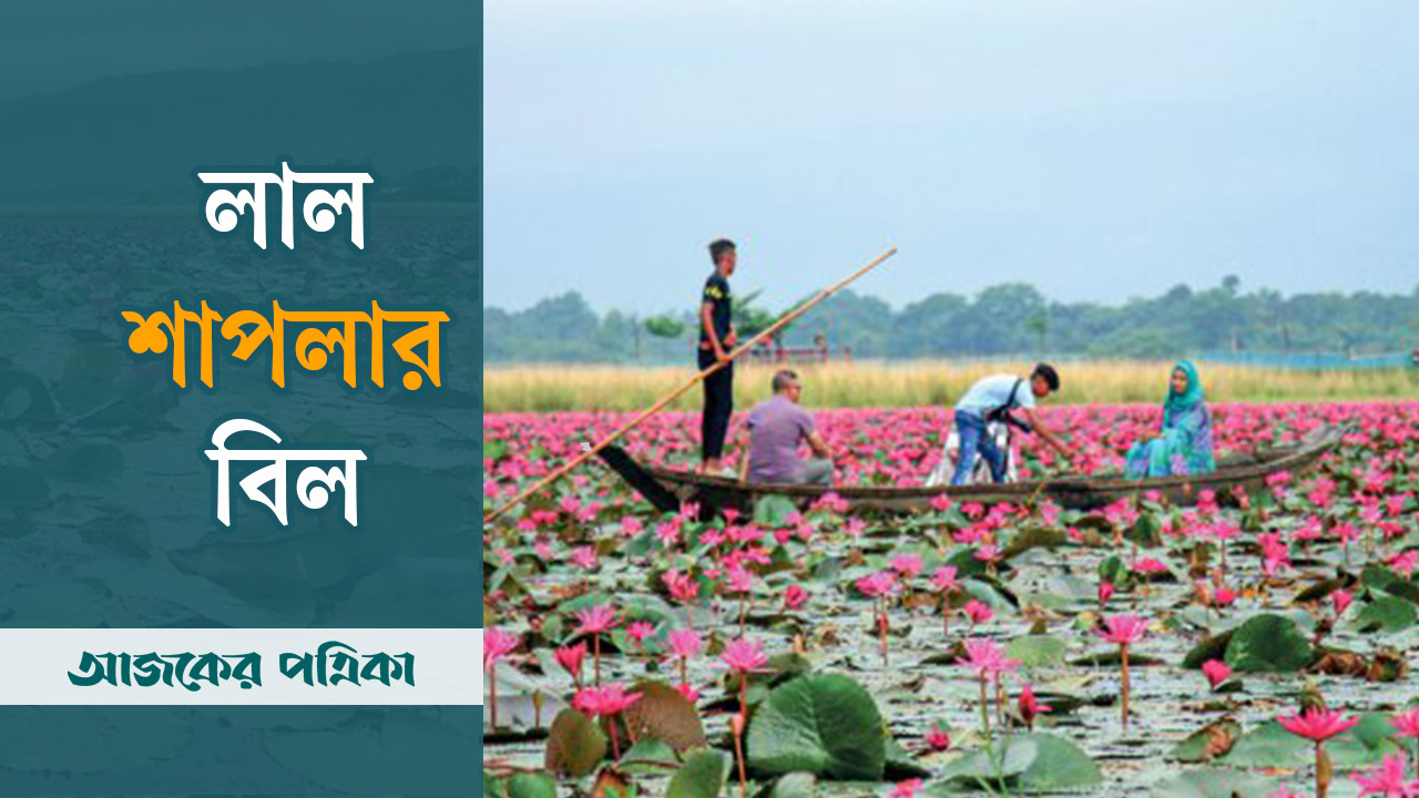 জৈন্তার লাল শাপলার বিল