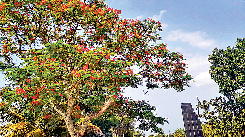 কৃষ্ণচূড়ার রক্তিম উদ্ভাস