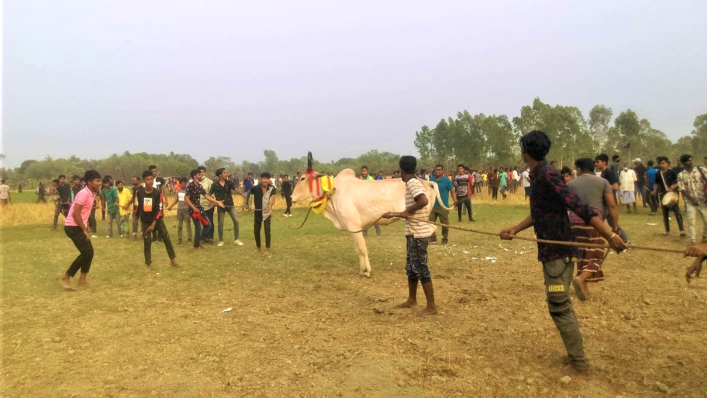 ‘গরুর রশি ছেঁড়া’ ঘিরে হাজারো মানুষের ভিড়