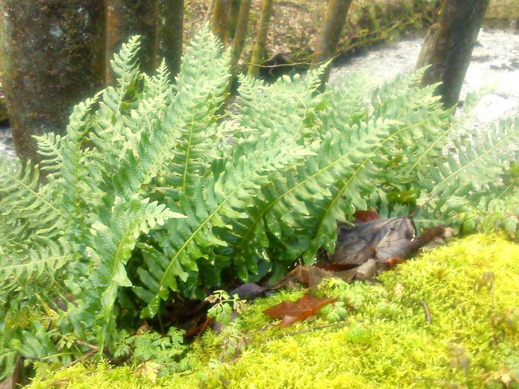 শক্তিশালী প্রাকৃতিক কীটনাশক ঢেঁকিশাক: গবেষণা