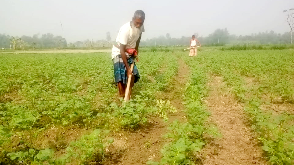 আলুবীজ-সারের মূল্য বৃদ্ধি, বিপাকে কৃষক