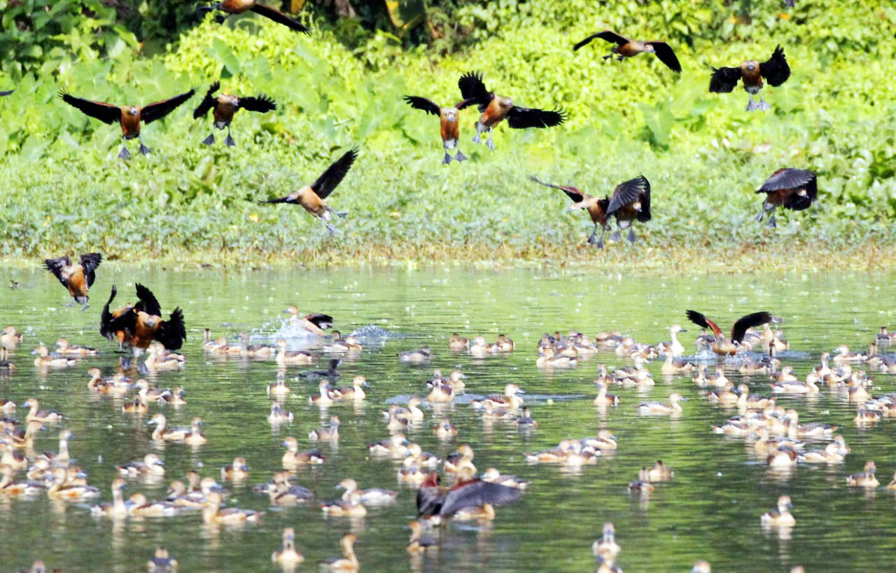 ২০১৪ সালে জাহাঙ্গীরনগর বিশ্ববিদ্যালয়কে অতিথি পাখিদের অভয়ারণ্য হিসেবে ঘোষণা করে সরকার