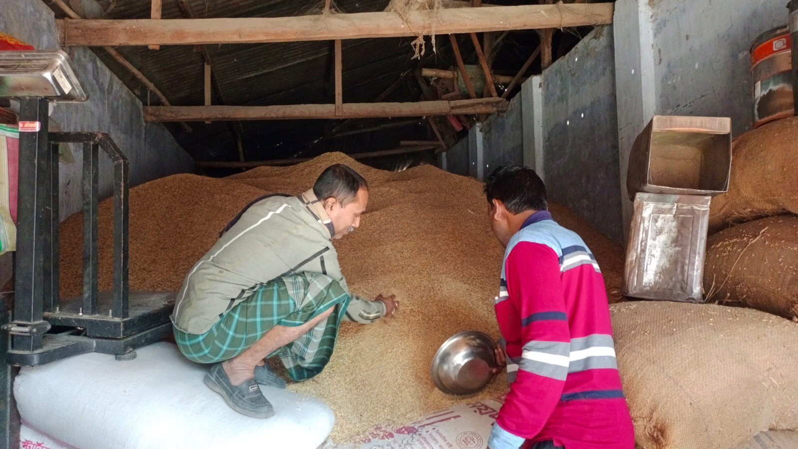 ধানের ফলন কম, খরচ ওঠা নিয়ে শঙ্কায় কৃষক