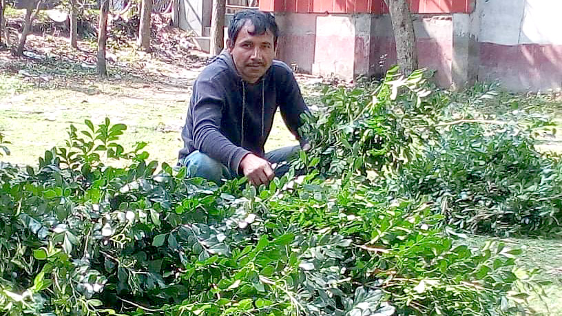 মাদক ছেড়ে কামিনী  ফুলের পাতা বিক্রি