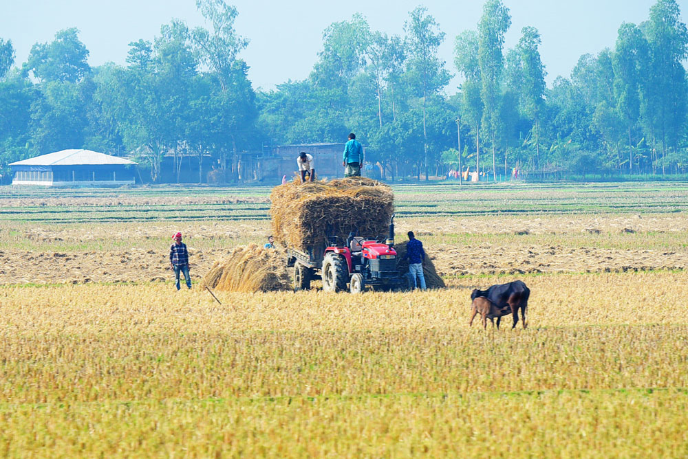 জমিতে বেঁধে রাখা ধান গাড়িতে করে নিয়ে যাওয়া হচ্ছে। হিলি সীমান্ত, ১৫ ডিসেম্বর ২০২৩। ছবি: আব্দুর রহিম পায়েল