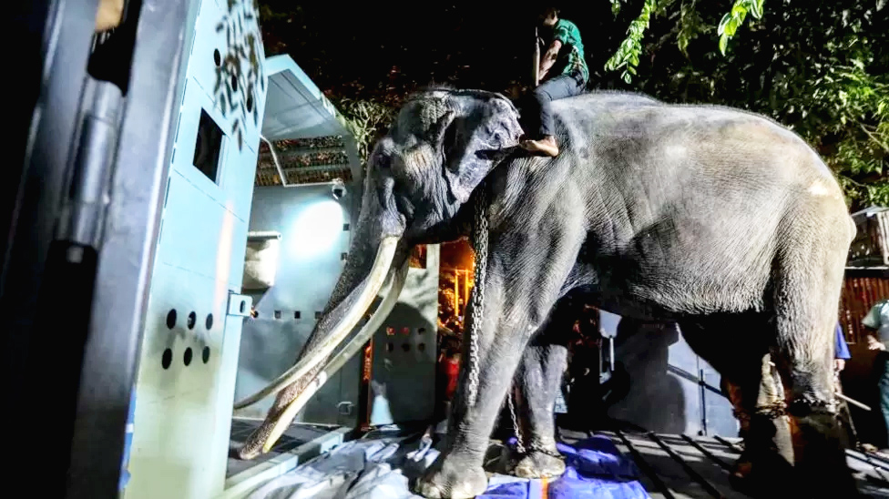 ২২ বছর পর শ্রীলঙ্কা থেকে উপহারের হাতি ফিরিয়ে নিল থাইল্যান্ড