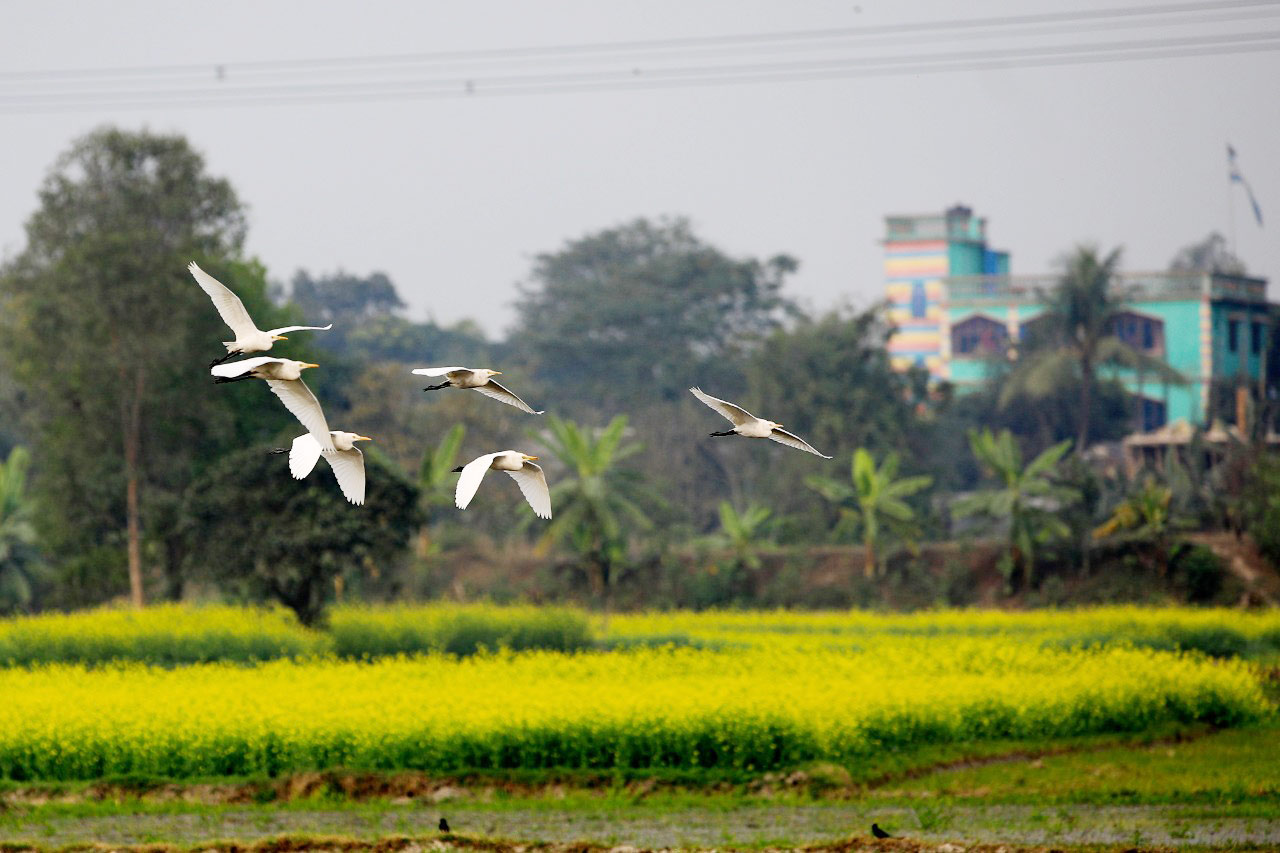 রাজধানীর পার্শ্ববর্তী আড়িয়াল বিলে দেখা মিলছে বিভিন্ন রকমের পাখির। আড়িয়াল বিল, মুন্সিগঞ্জ, ঢাকা, ১৯ জানুয়ারি ২০২৩। ছবি: হাসান রাজা