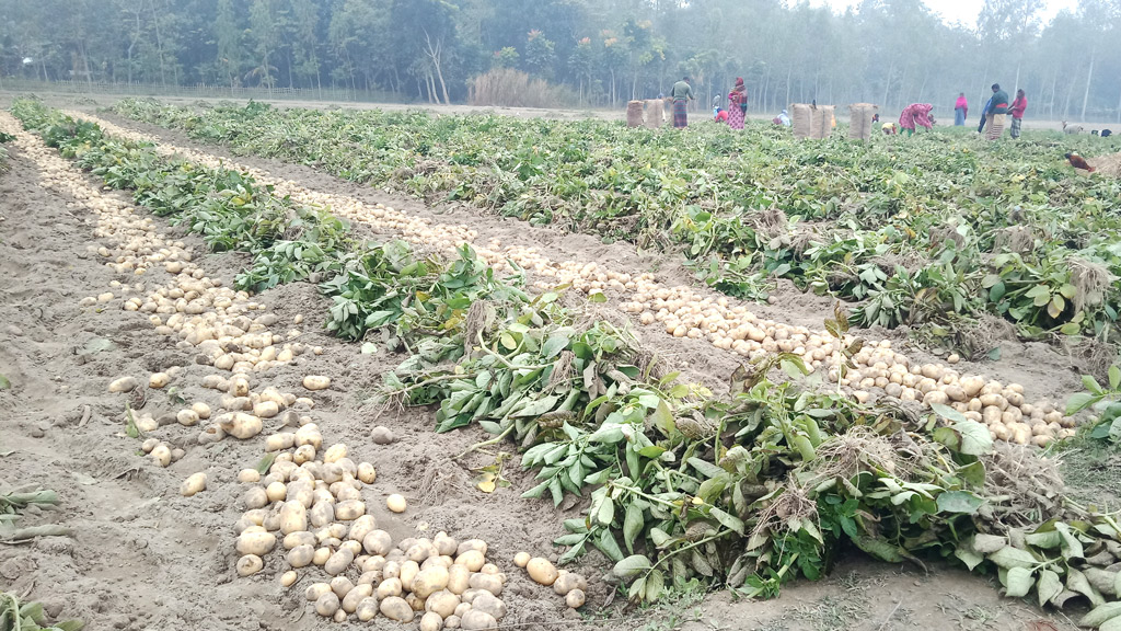 আলুর ভালো ফলনেও কৃষকের শঙ্কা