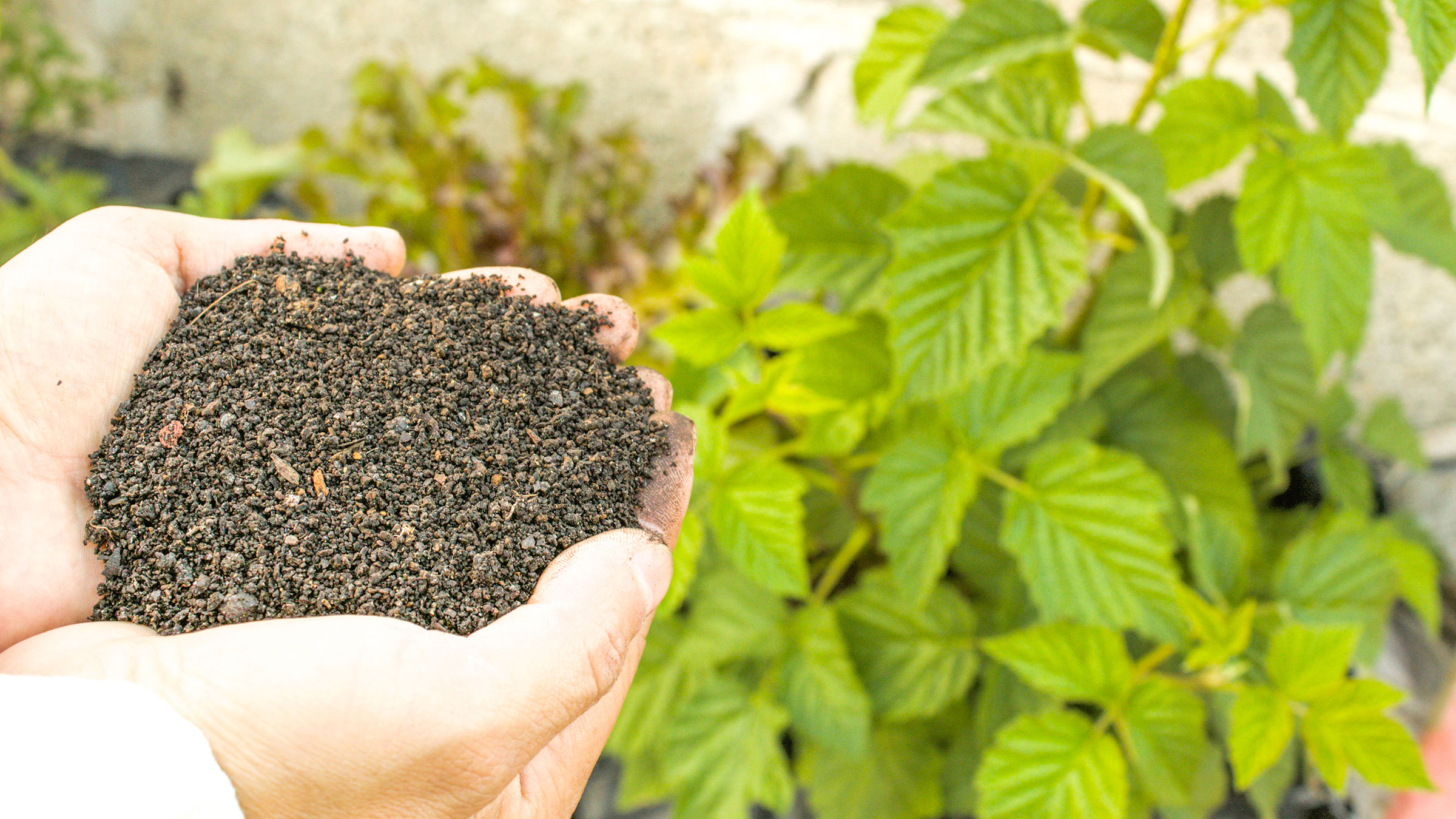 মাটির স্বাস্থ্য ও কৃষির ভবিষ্যৎ