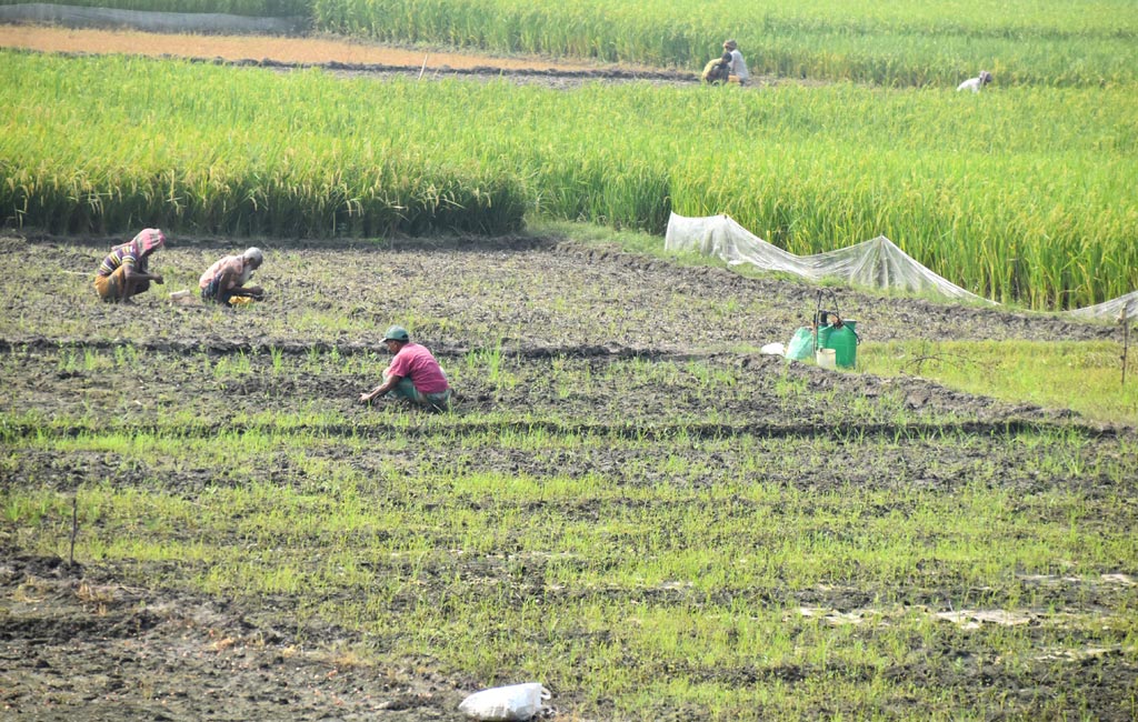 সকাল থেকে মাঠে রসুনের কোয়া লাগানোতে ব্যস্ত সময় পাড় করছেন কৃষকেরা। পুঠিয়া উপজেলা বেলপুকুর ইউনিয়ন ভড়ুয়াপাড়া এলাকার একটি বিল থেকে তোলা, রাজশাহী, ৭ নভেম্বর ২০২৪। ছবি: মিলন শেখ