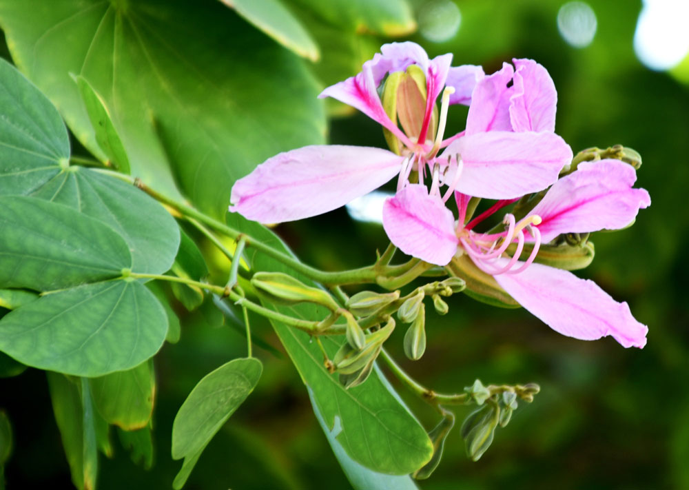 দিনের ছবি (২ ডিসেম্বর ২০২৪)