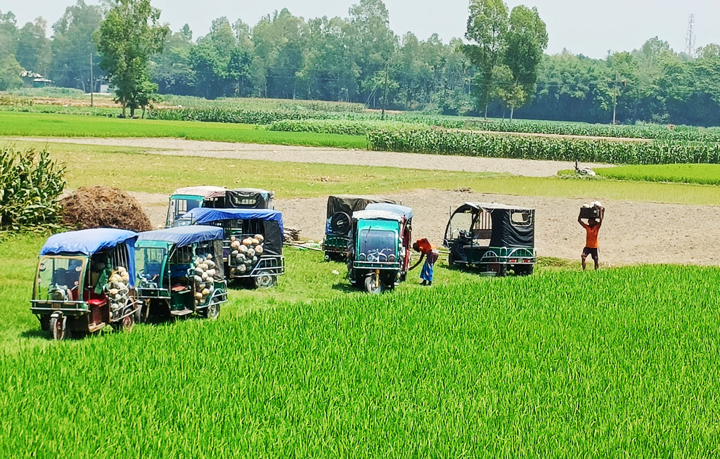 মিষ্টি কুমড়া চাষ করে আর্থিকভাবে লাভবান হচ্ছেন মানিকগঞ্জের ঘিওরের কৃষকেরা। উপযুক্ত মাটি, ভালো আবহাওয়া আর কৃষকদের সঠিক পরিচর্যায় বাম্পার ফলন হয়েছে ‘মিষ্টি কুমড়ার। মাইলাঘী, ঘিওর, মানিকগঞ্জ, ১৩ এপ্রিল, ২০২৩। ছবি: আব্দুর রাজ্জাক