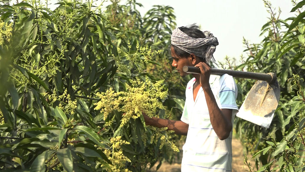 দেরিতে ধরছে আমের মুকুল, দুশ্চিন্তায় চাষিরা