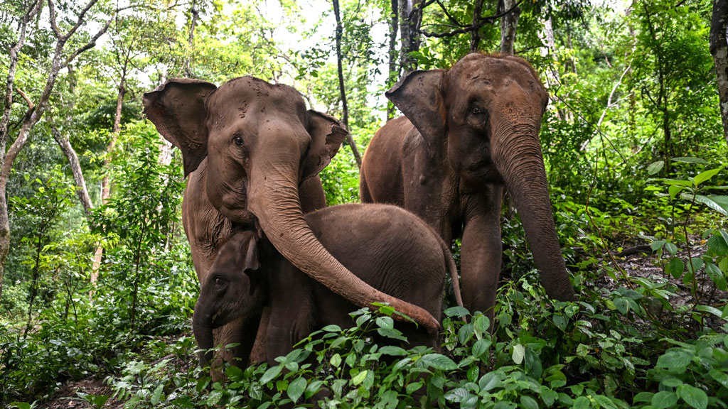 শাবককে ধাক্কা দেওয়ায় গাড়ির ওপর চড়াও হলো হাতির পাল