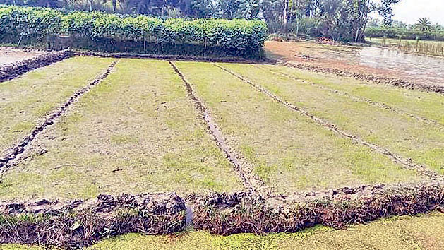 হাইব্রিডে ঝুঁকছেন ধানচাষি