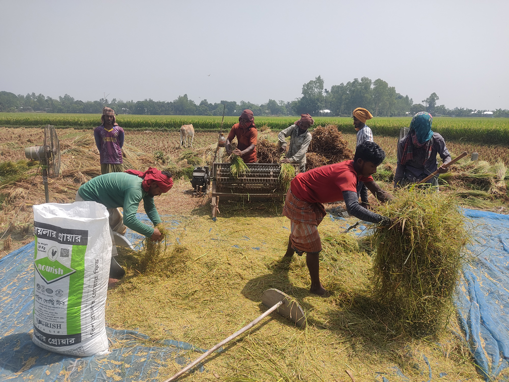শুরু হয়েছে ধান কাটার মৌসুম। কাঠফাটা রোদে কাজ করার সময় ঘামে শরীর ভিজে একাকার কৃষকের। একটু পরপর সেই ঘাম মুছে ধান মাড়াইয়ের কাজ চালিয়ে যাচ্ছেন তাঁরা। কামারখন্দ উপজেলার বিয়াড়া এলাকা থেকে তোলা, সিরাজগঞ্জ, ৩০ এপ্রিল ২০২৪। ছবি: আব্দুল্লাহ আল মারুফ