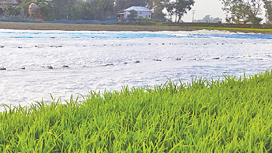 ঘিওরে জনপ্রিয়তা বাড়ছে শুকনা বীজতলা পদ্ধতির