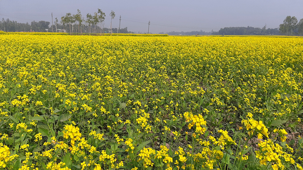 সরিষার আবাদ বেড়েছে