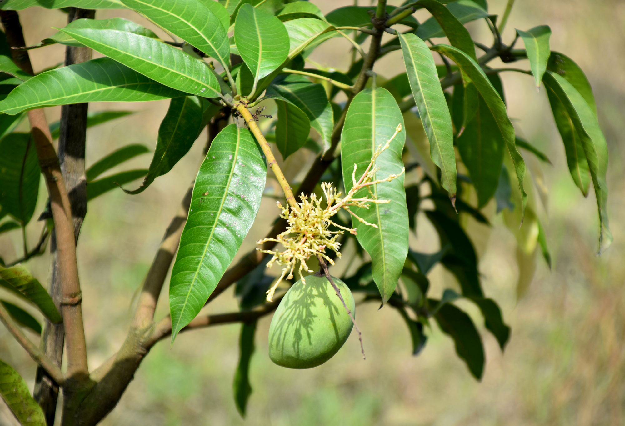 গাছে ঝুলছে বারোমাসি আম। পবা উপজেলার পারিনা ইউনিয়ন ভাল্লুকগাছি এলাকা থেকে তোলা, রাজশাহী, ৫ সেপ্টেম্বর ২০২৪। ছবি: মিলন শেখ