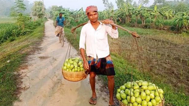 সবজিতে লাভের আশা বিরামপুরের চাষিদের