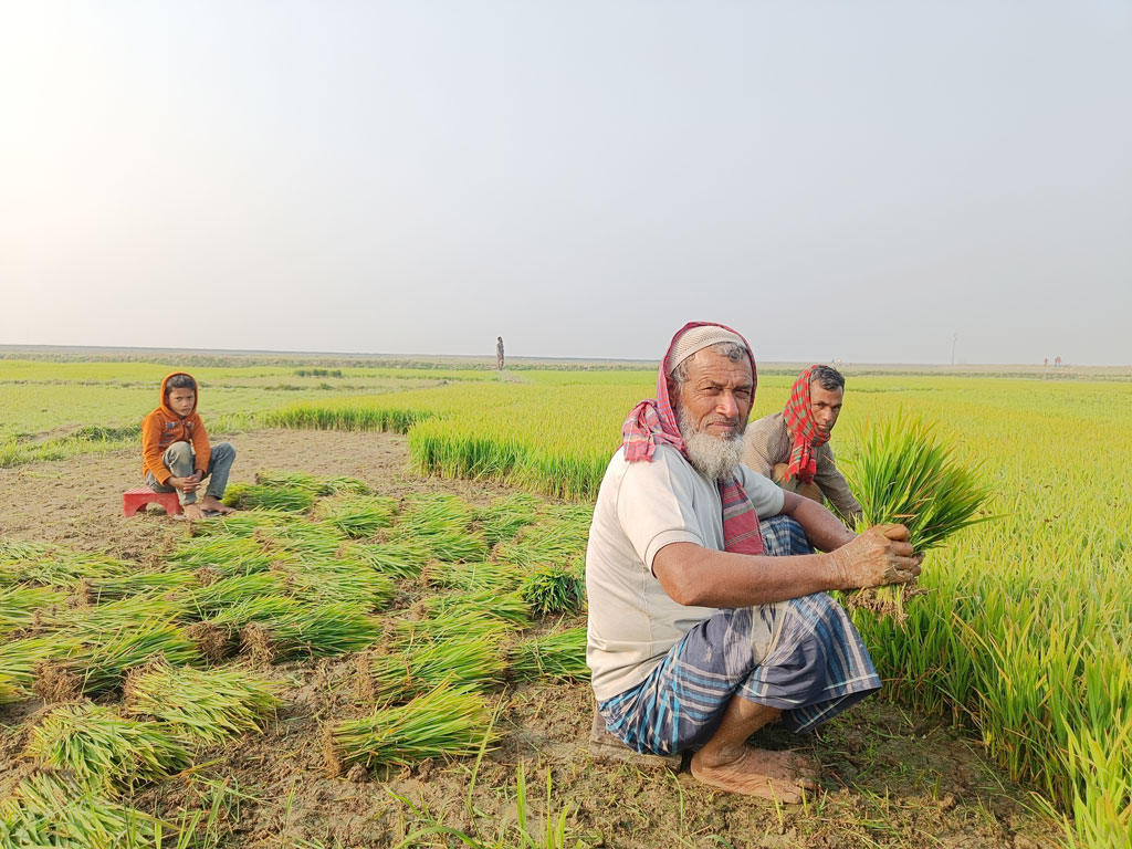 বোরো ধানের চারা রোপণের মৌসুম প্রায় শেষ পর্যায়ে। খেতে রোপণের জন্য বীজতলা থেকে ধানের চারা তুলতে দেখা যাচ্ছে কৃষকদের। সরাইল উপজেলার বরইচারা গ্রামের চান্দেরচর এলাকা, ব্রাহ্মণবাড়িয়া, ২৮ জানুয়ারি ২০২৪। ছবি: এম মনসুর আলী