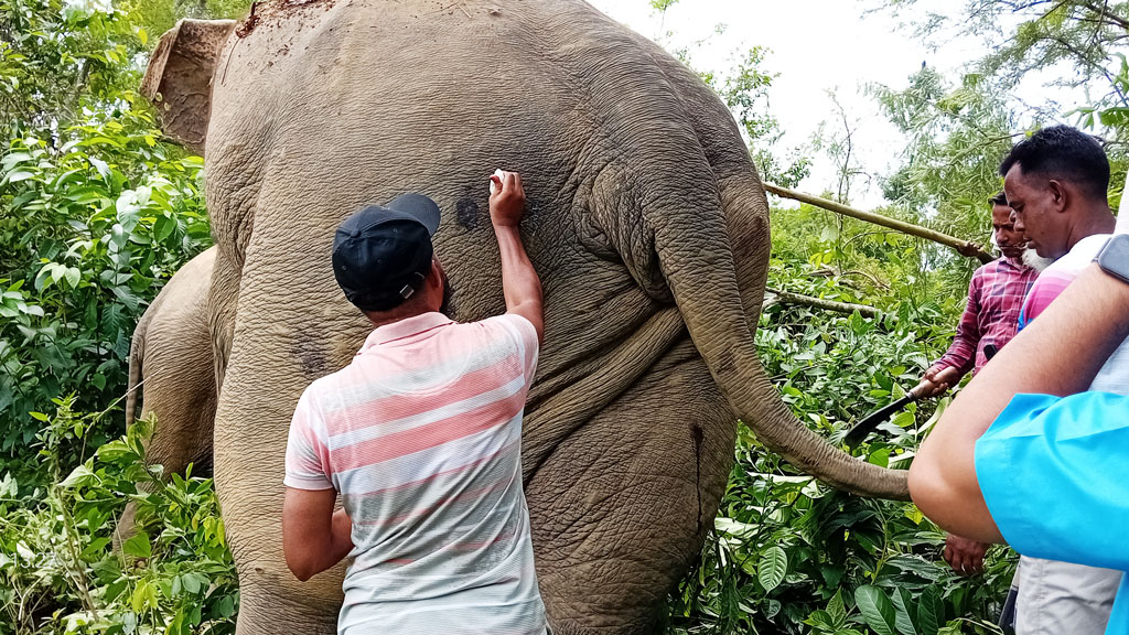 লংগদুতে অসুস্থ বন্য হাতিকে চিকিৎসা দিল বন বিভাগ