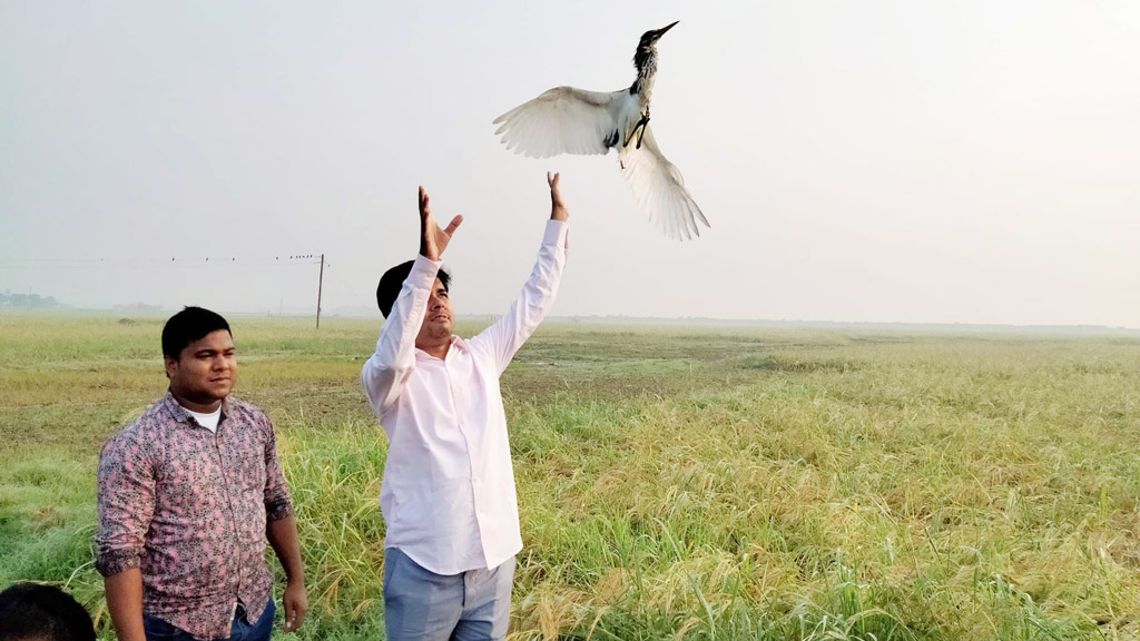 বন্দিদশা থেকে মুক্ত আকাশে উড়ল তিন শতাধিক বক