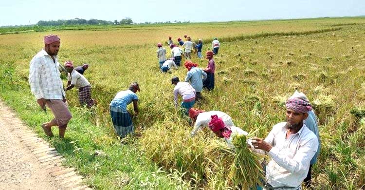 নেত্রকোনায় বন্যার আশঙ্কায় ধান কাটায় ব্যস্ত কৃষক