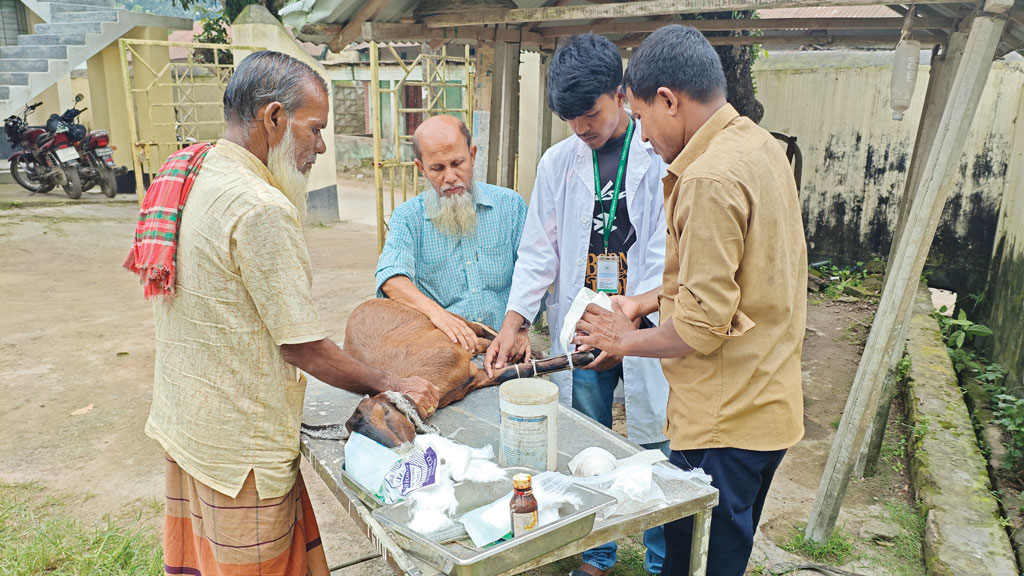 সুন্দরগঞ্জে অ্যানথ্রাক্স: উপসর্গ গোপনে বাড়ছে ঝুঁকি