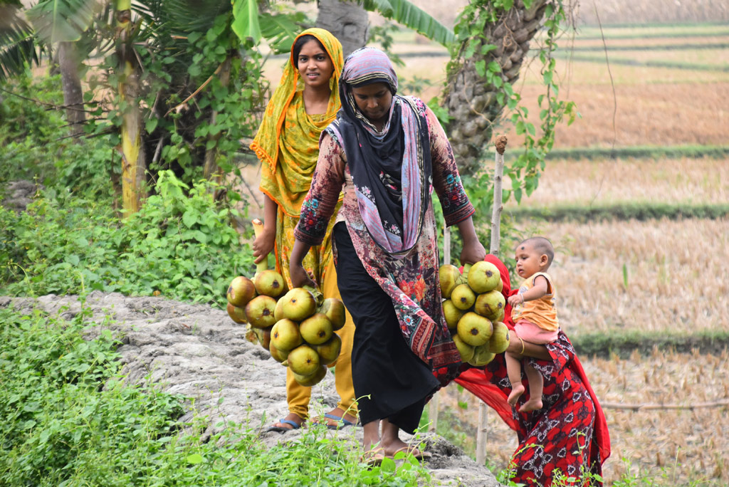 তালের শ্বাস খাওয়ার এখনই সেরা সময়। গাছ থেকে সদ্য পাড়া তালা নিয়ে বাড়ি ফিরছেন দুই নারী। পবা উপজেলা দামকুড়া ইউনিয়ন টিকর গ্রাম থেকে তোলা, রাজশাহী, ৩০ মে ২০২৪। ছবি: মিলন শেখ