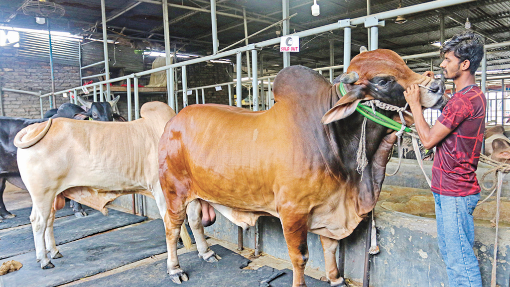 চাঙা পশুপালন খাতে চাই সুগভীর দৃষ্টি