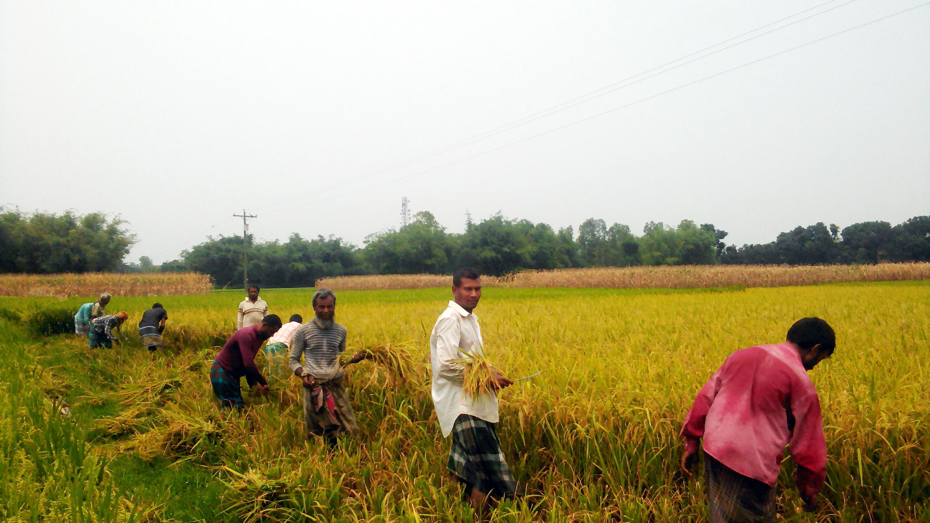 ধান মাড়াই শুরু