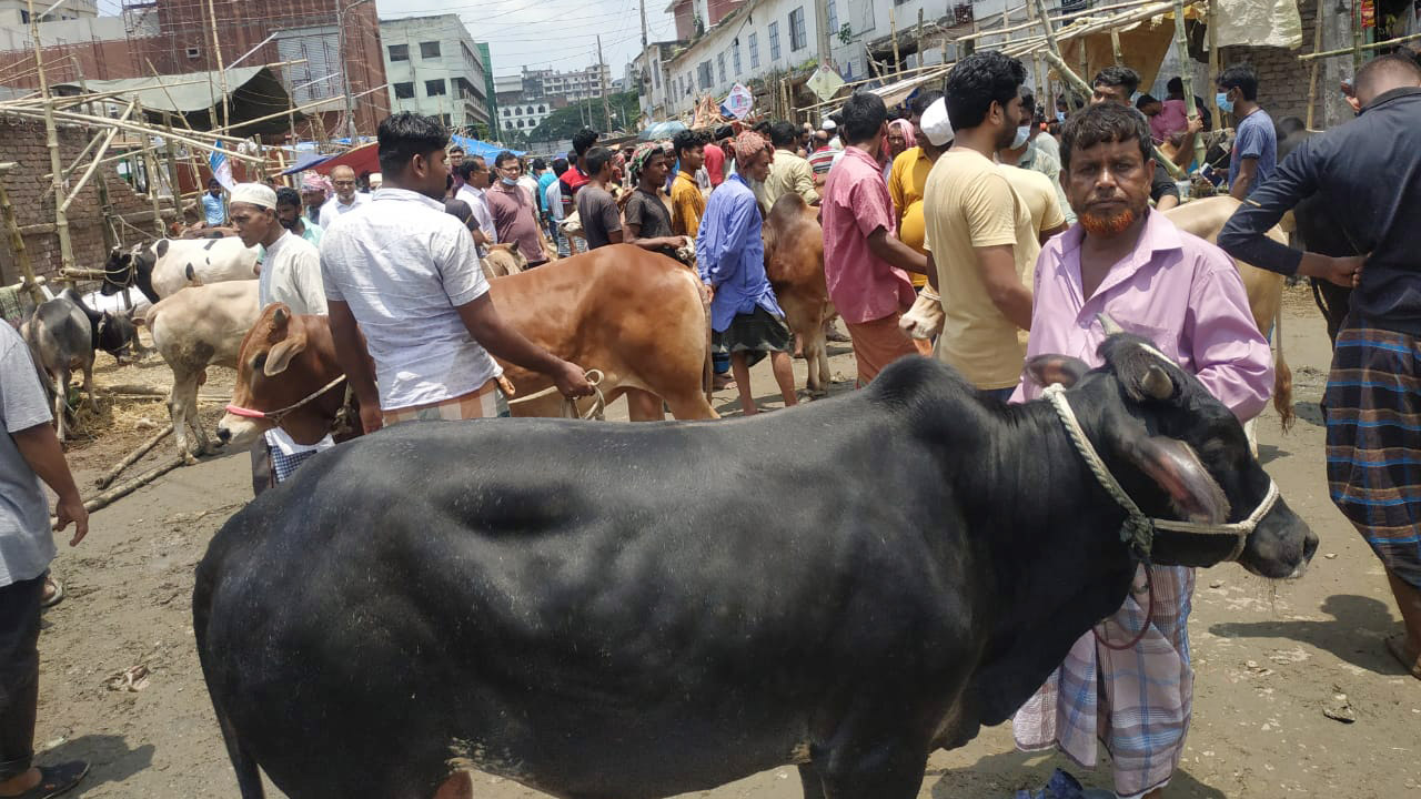 হাটে হাটে শেষ মুহূর্তে গরু বিক্রির ধুম