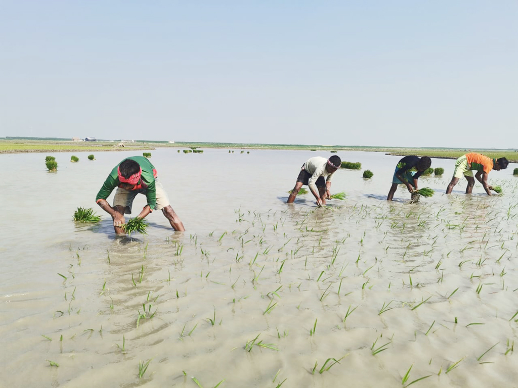 হাওরে বোরো ধান রোপণের উৎসব চলছে। বড়দের পাশাপাশি একদল কিশোর কুয়াশার মধ্যে সকাল থেকে ধানের চারা রোপণে মেতেছেন। রায়পুরা, নরসিংদী, ৪ জানুয়ারি ২০২৩। ছবি: হারুনুর রশিদ