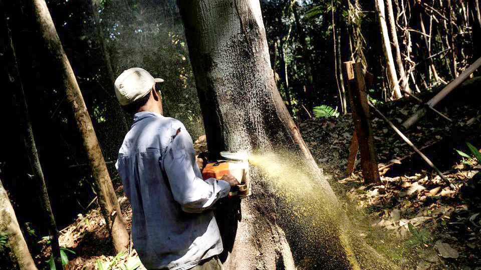 ব্রাজিলে আমাজনের বন উজাড় বেড়েছে ২২ শতাংশ