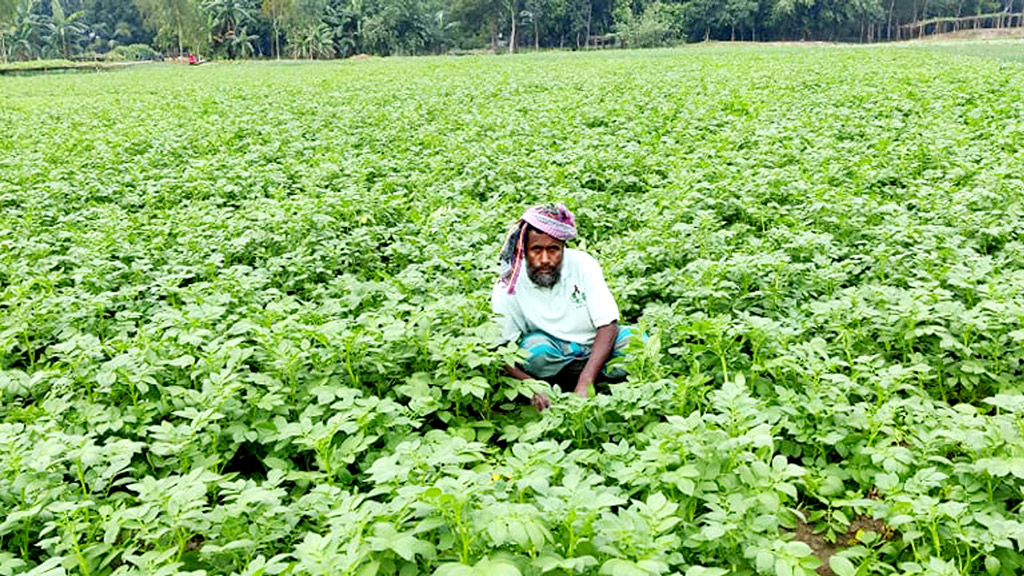 ‘বিষমুক্ত’ সবজির গ্রাম ধনবাড়ীর মুশুদ্দি