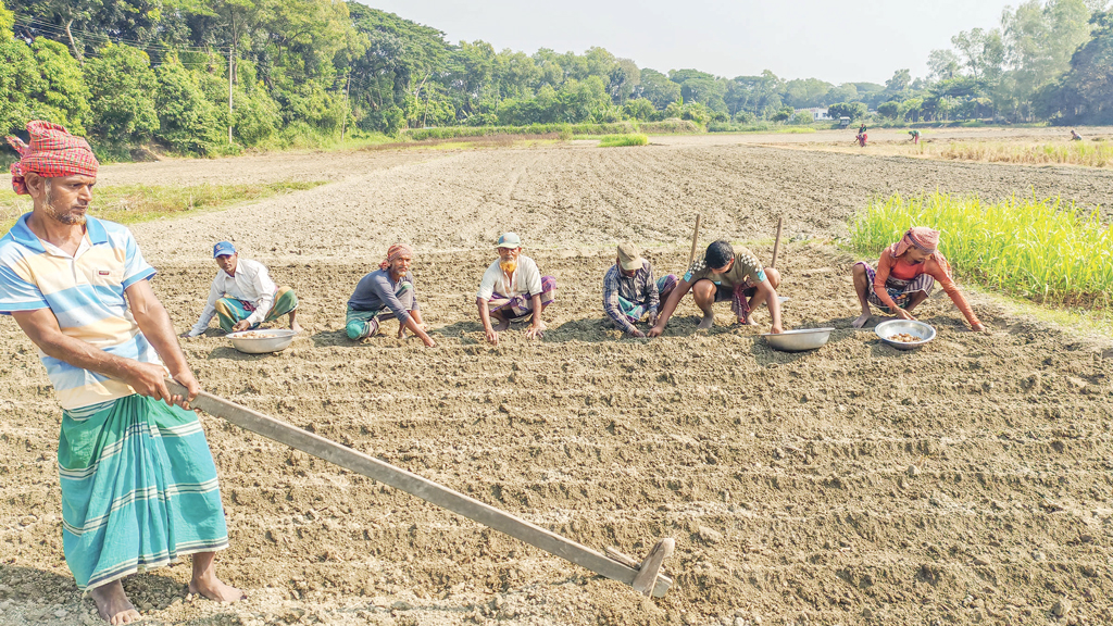 লোকসানের ঝুঁকি নিয়েই আলু রোপণে ব্যস্ত কৃষক