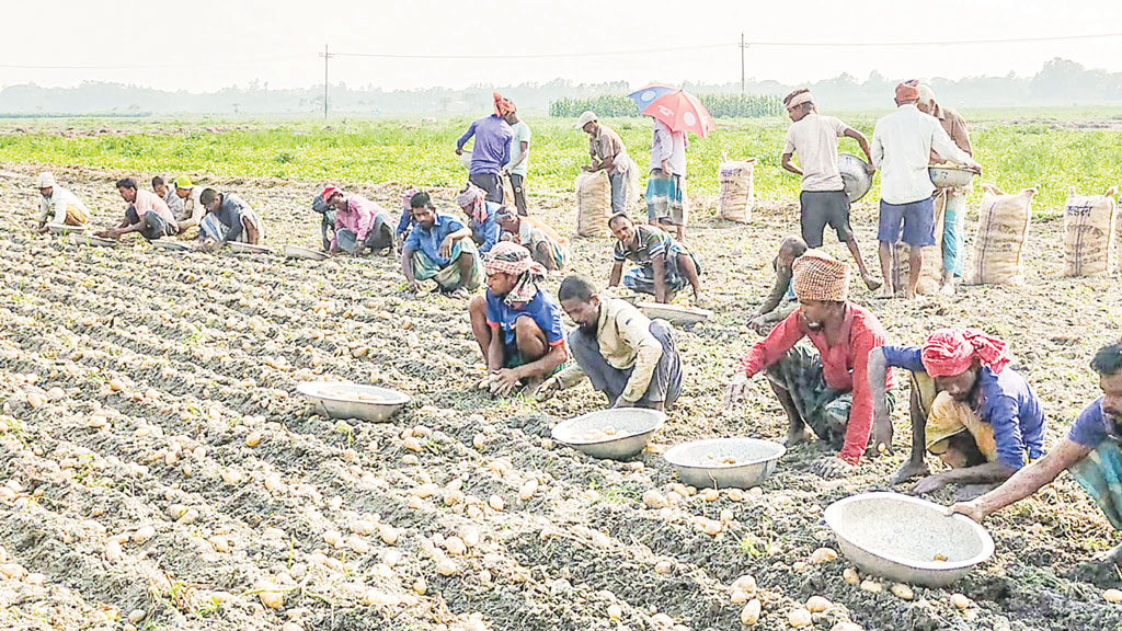 উৎপাদন ভালো হলেও দাম নিয়ে দুশ্চিন্তায় কৃষক