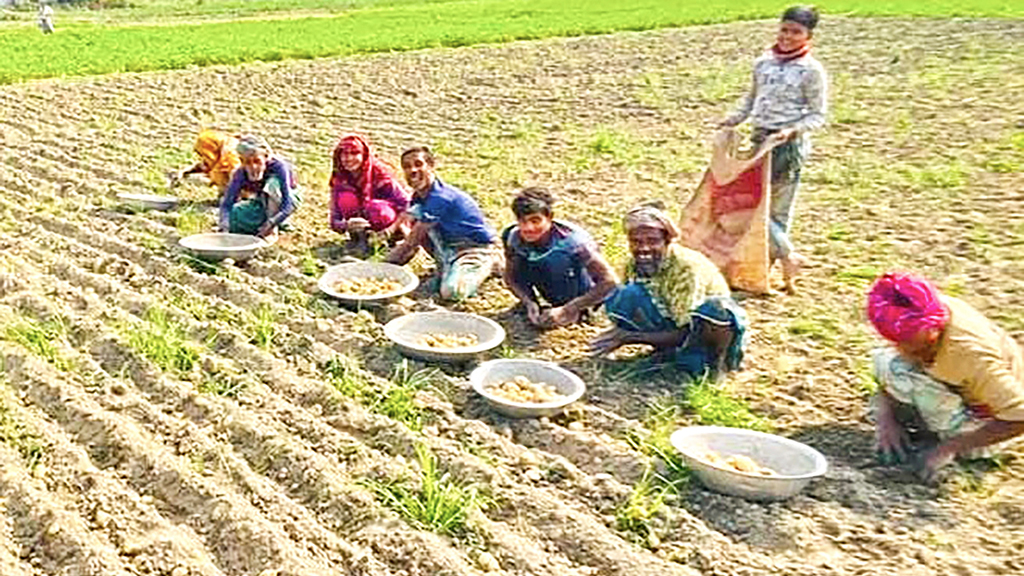 লাভের আশায় আগাম আলু চাষ, তবে ফলন কম