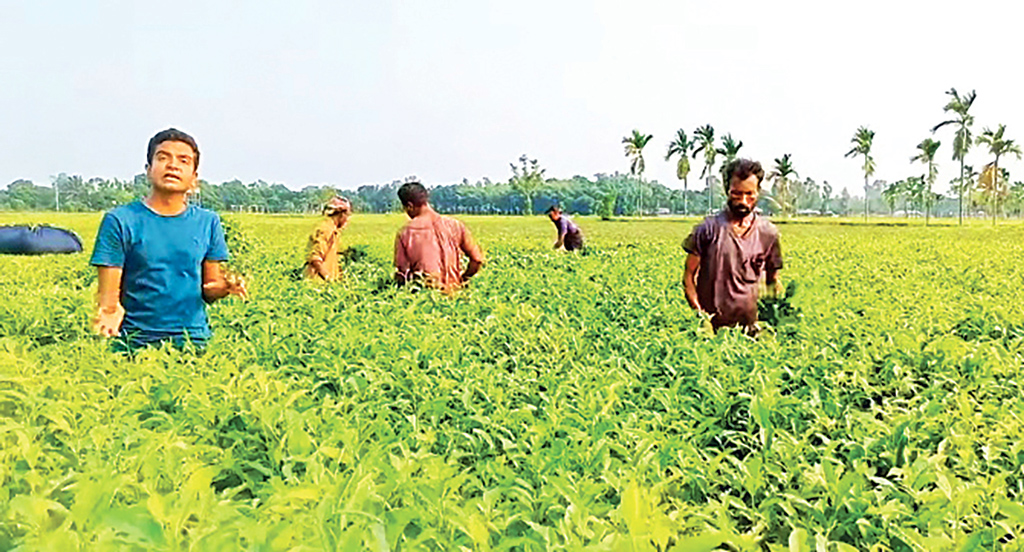 পঞ্চগড়ে চা চাষ: দাম না পেয়ে আগ্রহ হারাচ্ছেন চাষিরা