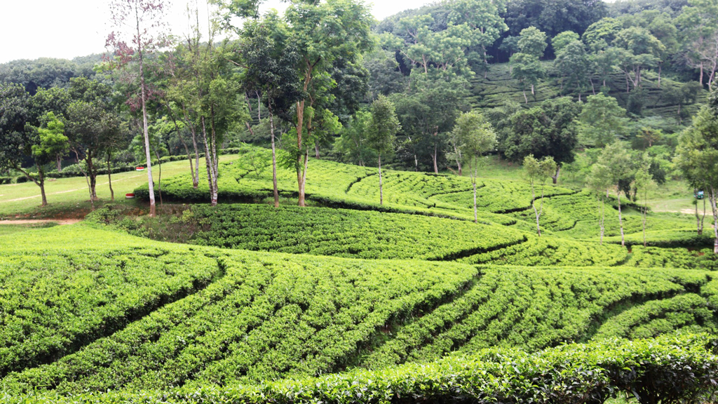 প্রচণ্ড তাপপ্রবাহে চা-বাগানে উৎপাদন কম