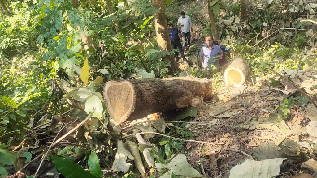 বন অফিসের পাশেই গাছ লুট