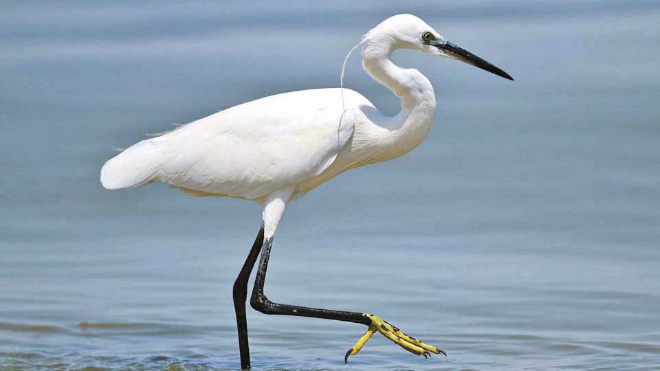 পাখি বিলীন হওয়ার পথে