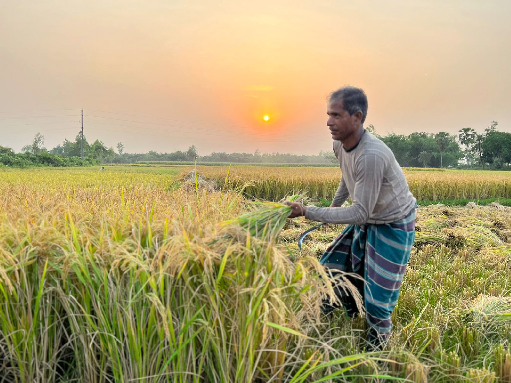 নওগাঁর ধামইরহাটে চলতি মৌসুমে বোরো ধানের বাম্পার ফলন হয়েছে। ধানকাটা ও মাড়াইয়ের কাজে ব্যস্ত সময় পার করছেন কৃষকেরা। ২০ মে ২০২৩। ছবি: নূরুন্নবী ফারুকী