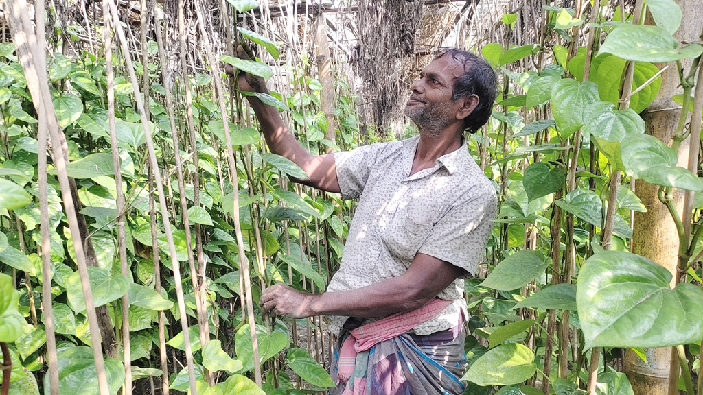 পানের রপ্তানি বন্ধে হতাশ বালিয়াকান্দির পানচাষিরা