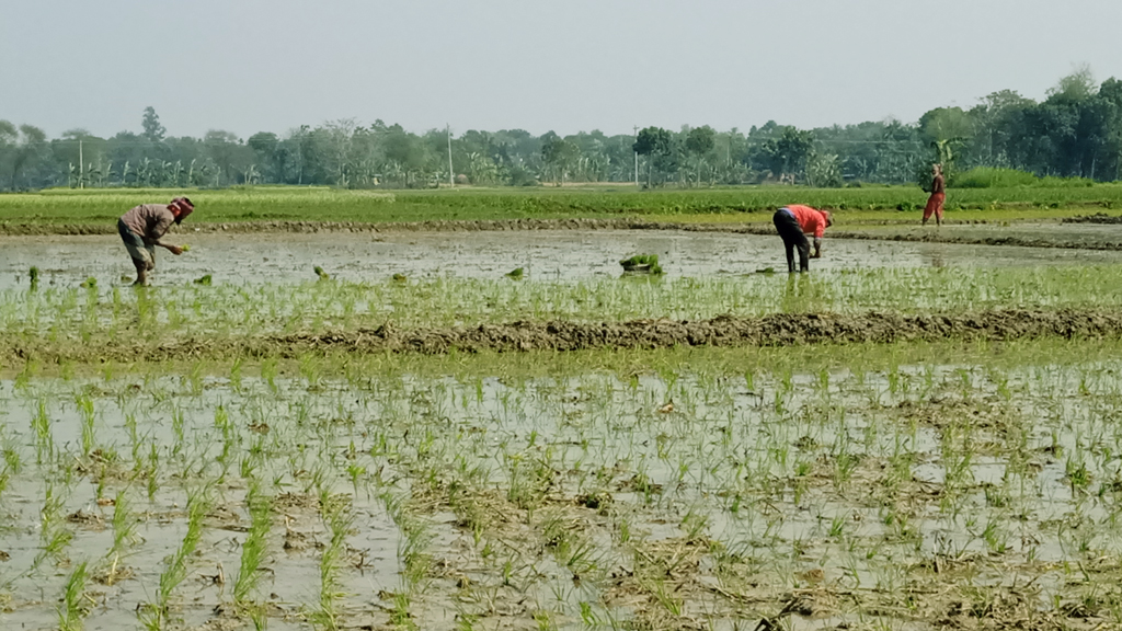 বোরো চাষে ব্যস্ত চাষি