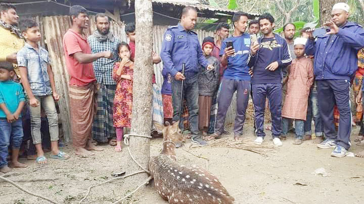 লালমোহনে চিত্রা হরিণ উদ্ধার